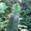 Cereus peruvianus_ 02